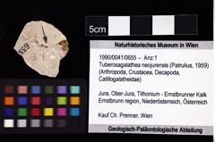 Foto (Objket + Etiketten) von Tuberosagalathea neojurensis (Patrulius, 1959) 